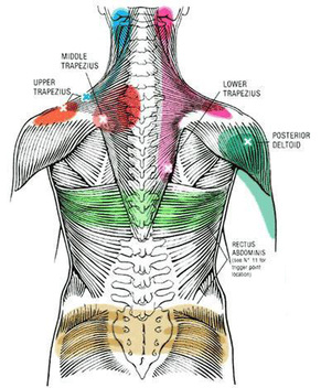 Massage Tutorial: the Trapezius (deep tissue, anatomy review